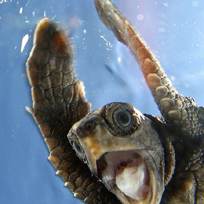 Profile Picture of Dingle (@mcbride_brian) on Twitter