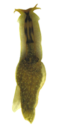 Profile Picture of Acochlidiacea - Wikipedia, the free encyclopediaon Wikipedia