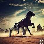 Profile Picture of A m b e r ♡ (@fortheloveofstandardbreds) on Instagram