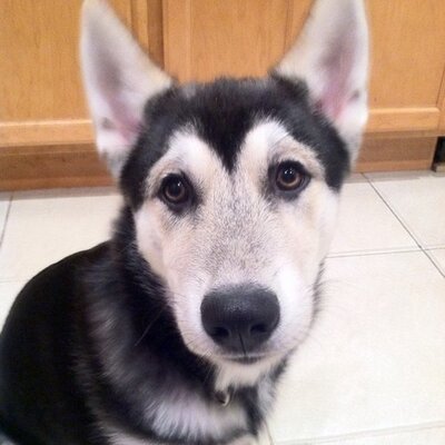 Profile Picture of Zach Bubar (@BubarMCPHS) on Twitter