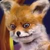 Profile Picture of Sebastian Fox (@sebastian.fox5) on Tiktok