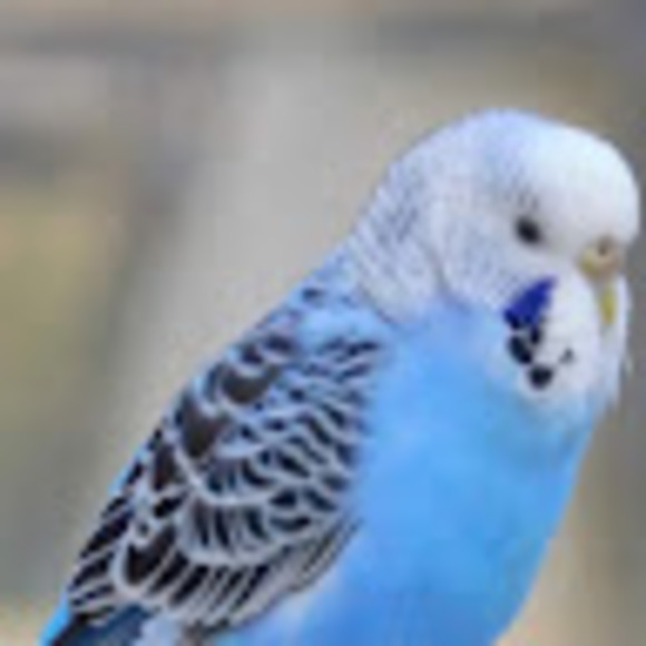 Profile Picture of Carly Carter (@carlykcarter) on Poshmark