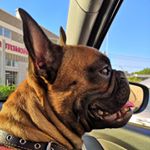 Profile Picture of Richard 🐶❤️ (@richard_frenchie) on Instagram