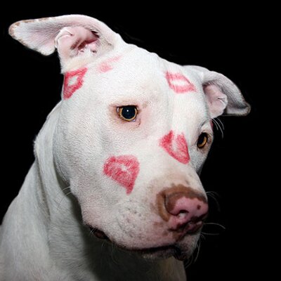 Profile Picture of Mary OBrien (@4Loveofthepits) on Twitter