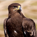 Profile Picture of Saad Al-nouri (@saad al-nouri) on Flickr