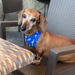 Profile Picture of Cleo Greene (@cleo_thedachshund04) on Instagram