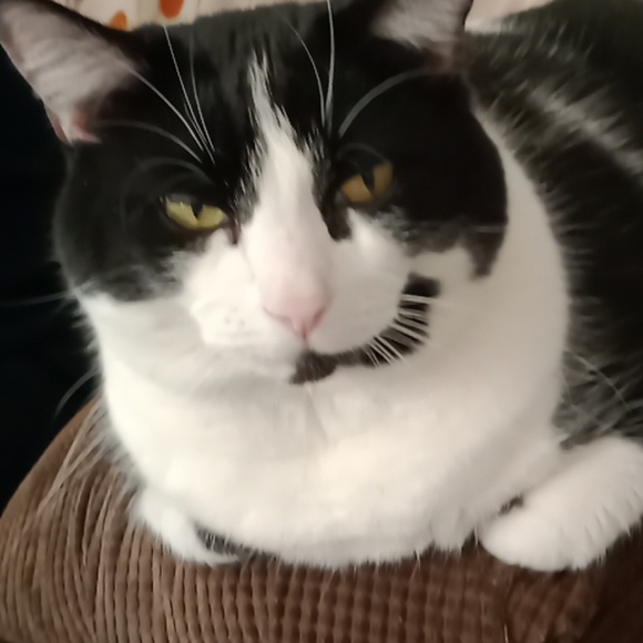 Profile Picture of Jacke Mansel (@jackemansel) on Poshmark