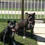 Profile Picture of Life if a Foster Dog (@teddy_and_rambo) on Instagram