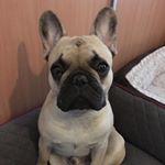 Profile Picture of Evžen (@eugene_frenchbulldog) on Instagram