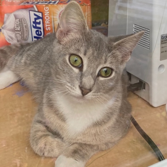 Profile Picture of Audrey Thomas (@audreyth775) on Poshmark