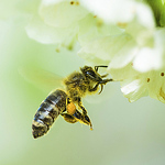 Profile Picture of John Schwartz (@OTS-Beekeeping) on Flickr