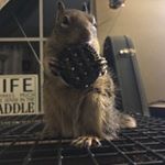 Profile Picture of Gregory the Squirrel (@gregorythesquirrel) on Instagram