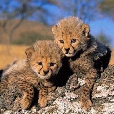 Profile Picture of Karolína Sukopová (@karlfonbahenhof) on Twitter