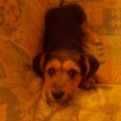 Profile Picture of André Melanie (@AndrDrago) on Twitter
