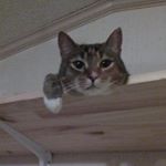 Profile Picture of Sherry shields-Lilly (@ssl256) on Instagram