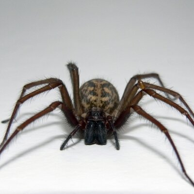 Profile Picture of Skip/Sharon Schmidt (@Spiderman_Pest) on Twitter