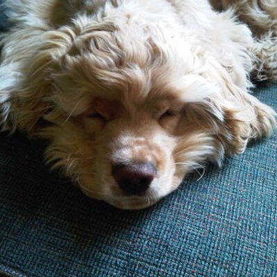 Profile Picture of Hazel Knox (@13Horn) on Twitter