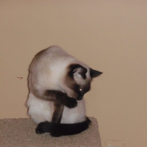 Profile Picture of Phyllis Tomelloso (@ptomelloso) on Poshmark