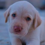 Profile Picture of 𝗝𝗼𝘆 |𝗧𝗵𝗲 𝗗𝘂𝗱𝗹𝗲𝘆 𝗟𝗮𝗯𝗿𝗮𝗱𝗼𝗿. (@here_comes_the_joy) on Instagram