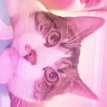 Profile Picture of Buddy the cat (@buddy_jordanova) on Instagram