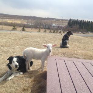 Profile Picture of Dave Lovell (@gonewildkennels) on Twitter