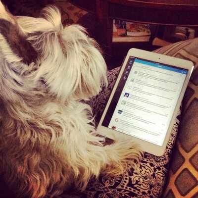 Profile Picture of Kate McCarroll (@BeatriceMc) on Twitter