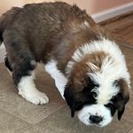 Profile Picture of Brian Mygrant (@zackzornes231) on Instagram