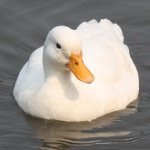 Profile Picture of Joey The Duck (@real.duck) on Instagram