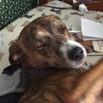 Profile Picture of Glenn Frey the Dog (@glenn_thedog) on Instagram