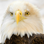 Profile Picture of Chris Costa (@ct costa) on Flickr