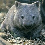 Profile Picture of Lori Schmitt (@lori.schmitt.359) on Instagram