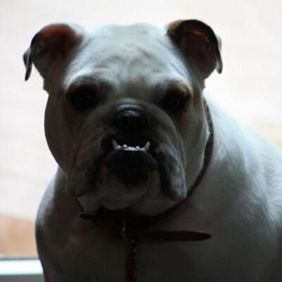 Profile Picture of Bob Branchini (@bobchini) on Twitter