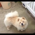 Tom Caswell - Instagram Profile Picture of Tom Caswell (@chowchowman) on Instagram