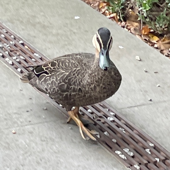 Profile Picture of Beatrix Thomas (@beatrix_mai) on Poshmark