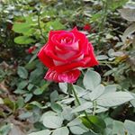 Profile Picture of Anthony Mark Velasco (@anthonymarkvelasco) on Instagram