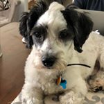 Profile Picture of Beau Mannings (@days_of_beau_and_coco) on Instagram