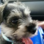 Profile Picture of Penny Wood (@penelope_wood_the_dog) on Instagram