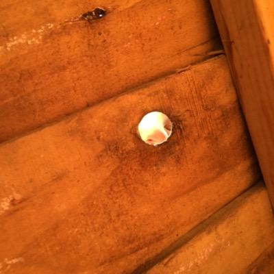 Profile Picture of Steve Angus (@SteveyFungus) on Twitter