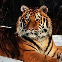 Profile Picture of David David (@davidboulos691) on Pinterest