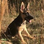 Profile Picture of Bonnie Bruce Stevenson (@bonniethe_gsd) on Instagram