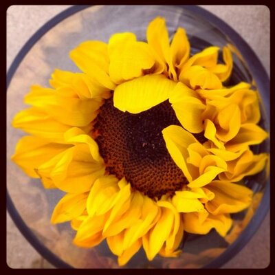 Profile Picture of Susan DeVore (@suedevo) on Twitter