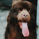 Ralf The Newfaundland - Instagram Profile Picture of Ralf The Newfaundland (@_ralph_brownbear_) on Instagram