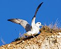 Profile Picture of Fulmar - Wikipediaon Wikipedia