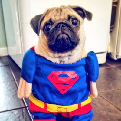 Profile Picture of Wilma Jones (@Wilma_the_pug) on Twitter