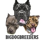 Profile Picture of Big Dog Breeders (@bigdogbreeders) on Instagram