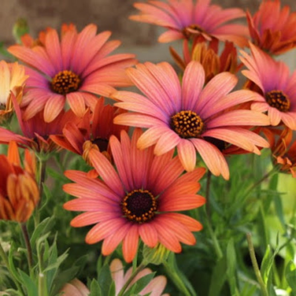 Profile Picture of Sheila Konichek (@skonichek9) on Poshmark