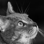 Profile Picture of Leilanimr (@leilanimr) on Flickr