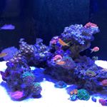 Profile Picture of Lee d’Oliveira (@mr_lee_reef) on Instagram