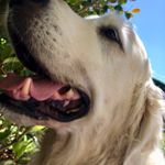 Profile Picture of Anne Binnington (@binningtonanne) on Instagram