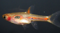 Profile Picture of Boraras merahon Wikipedia